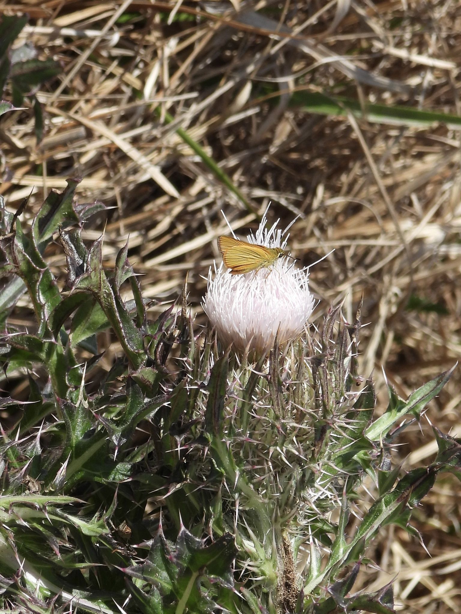 gbif image for Atrytone logan