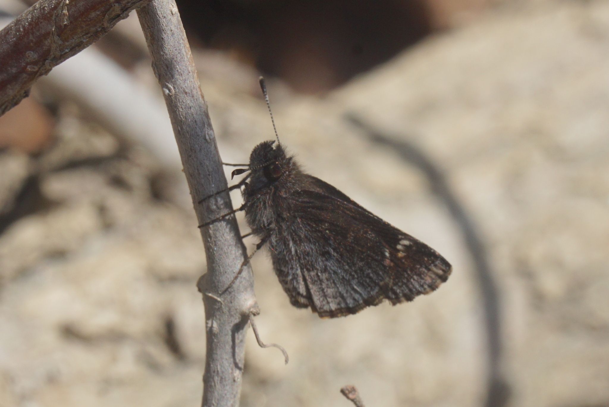 gbif image for Amblyscirtes vialis