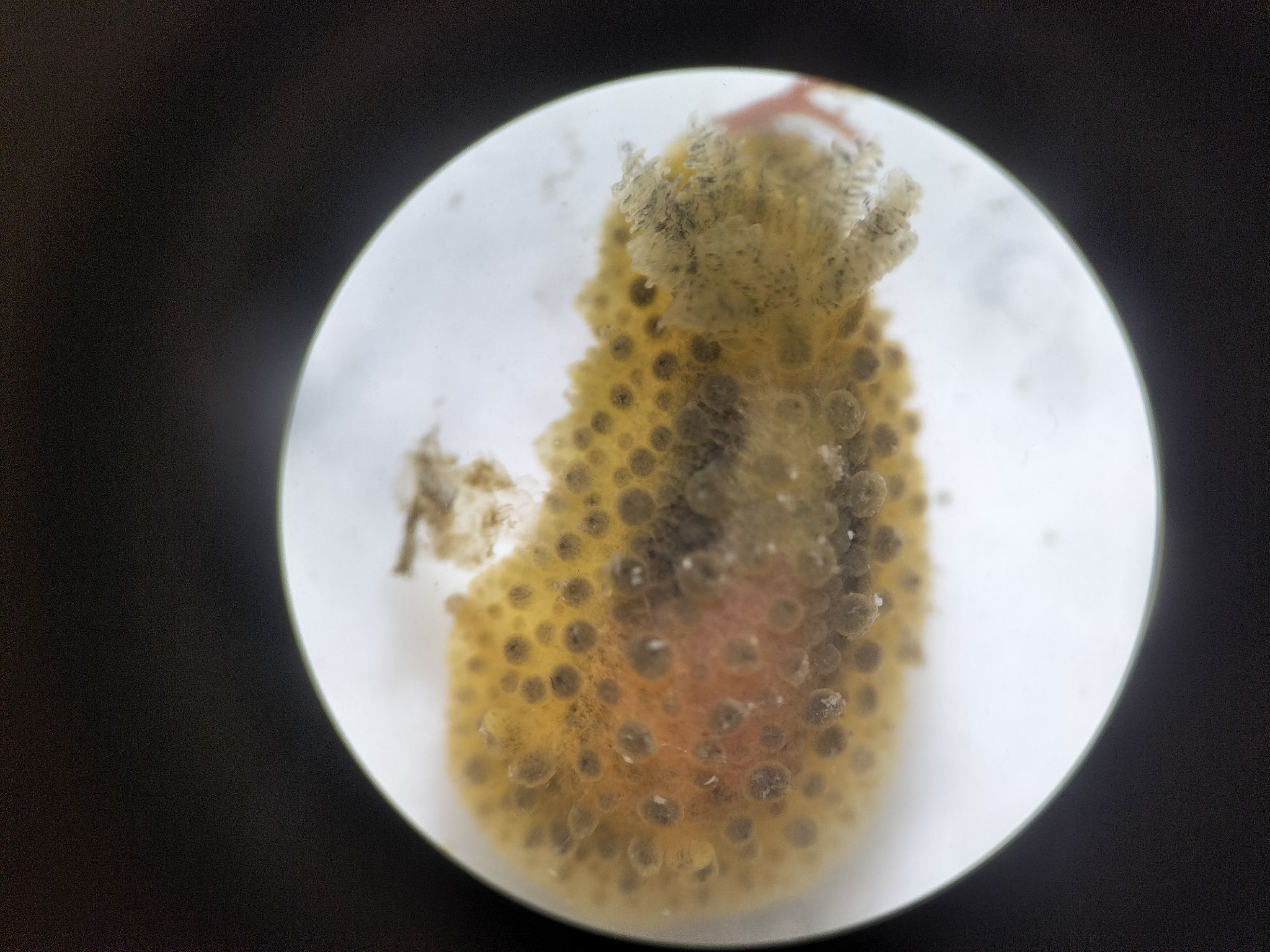 gbif image for Doris verrucosa