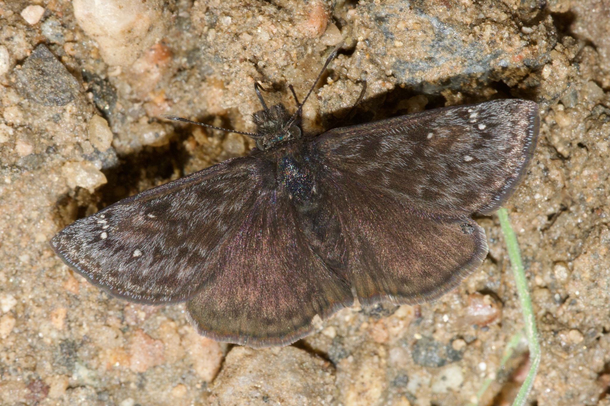 gbif image for Erynnis meridianus