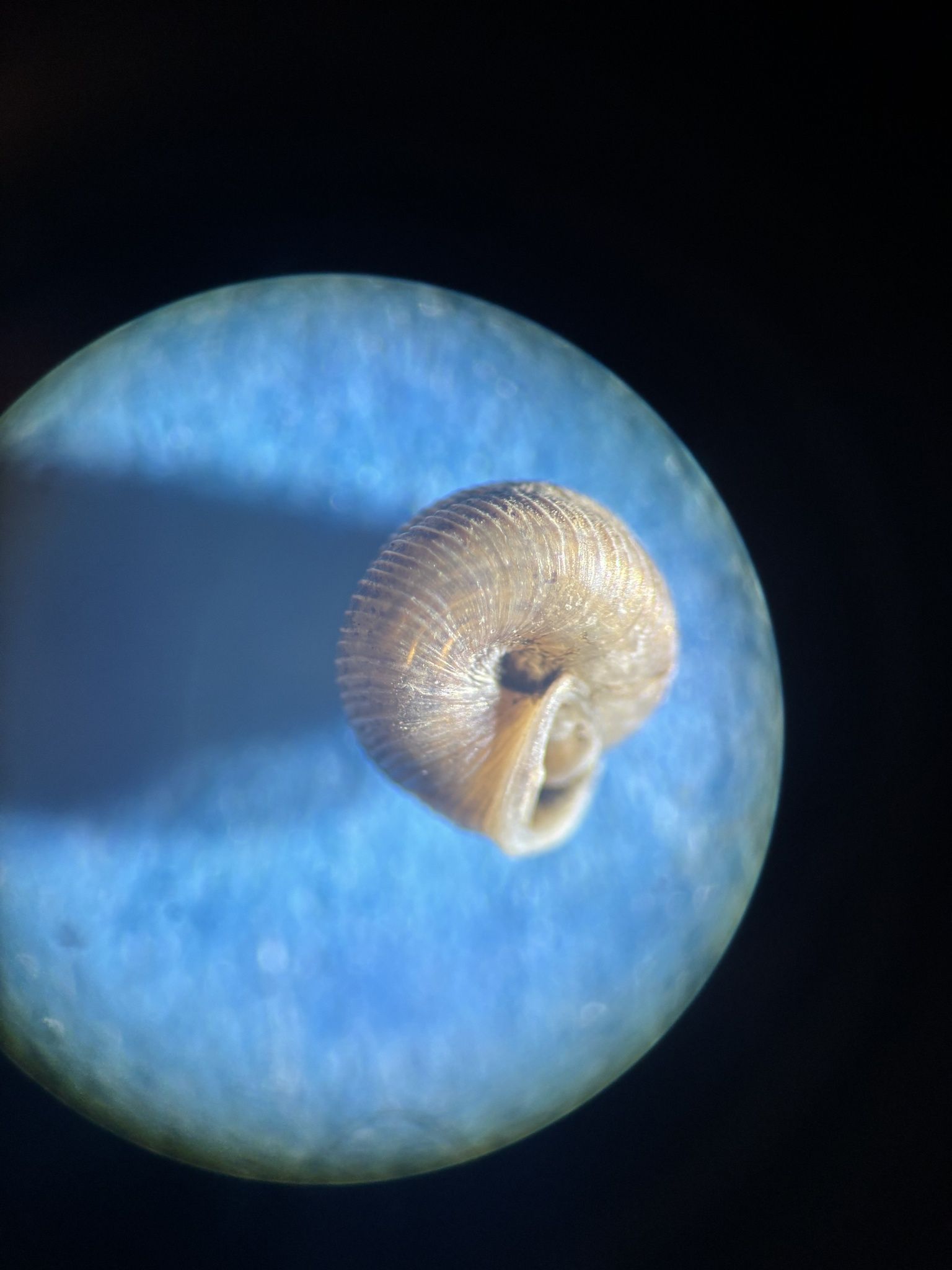 gbif image for Strobilops labyrinthica