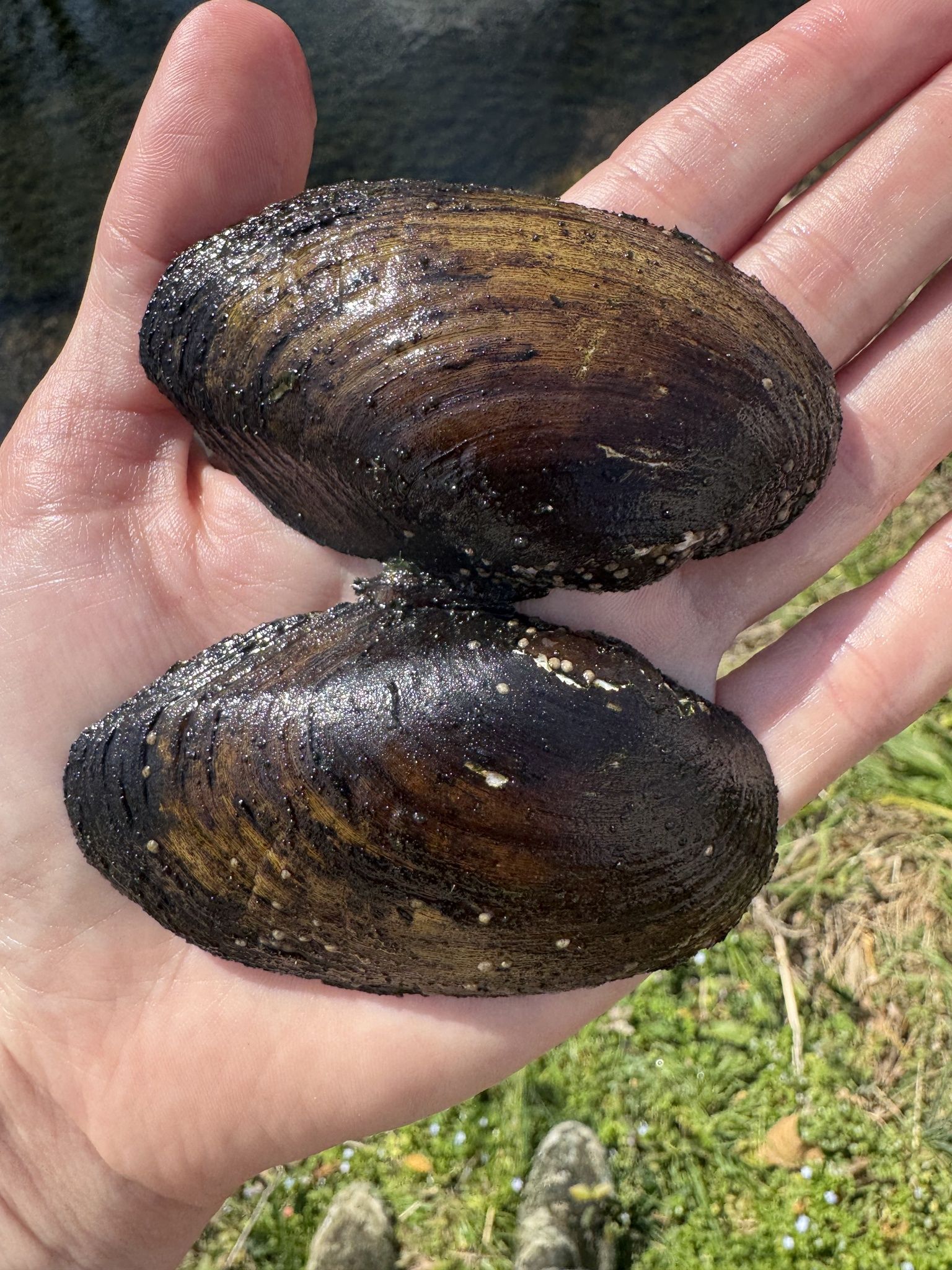 gbif image for Villosa vanuxemensis