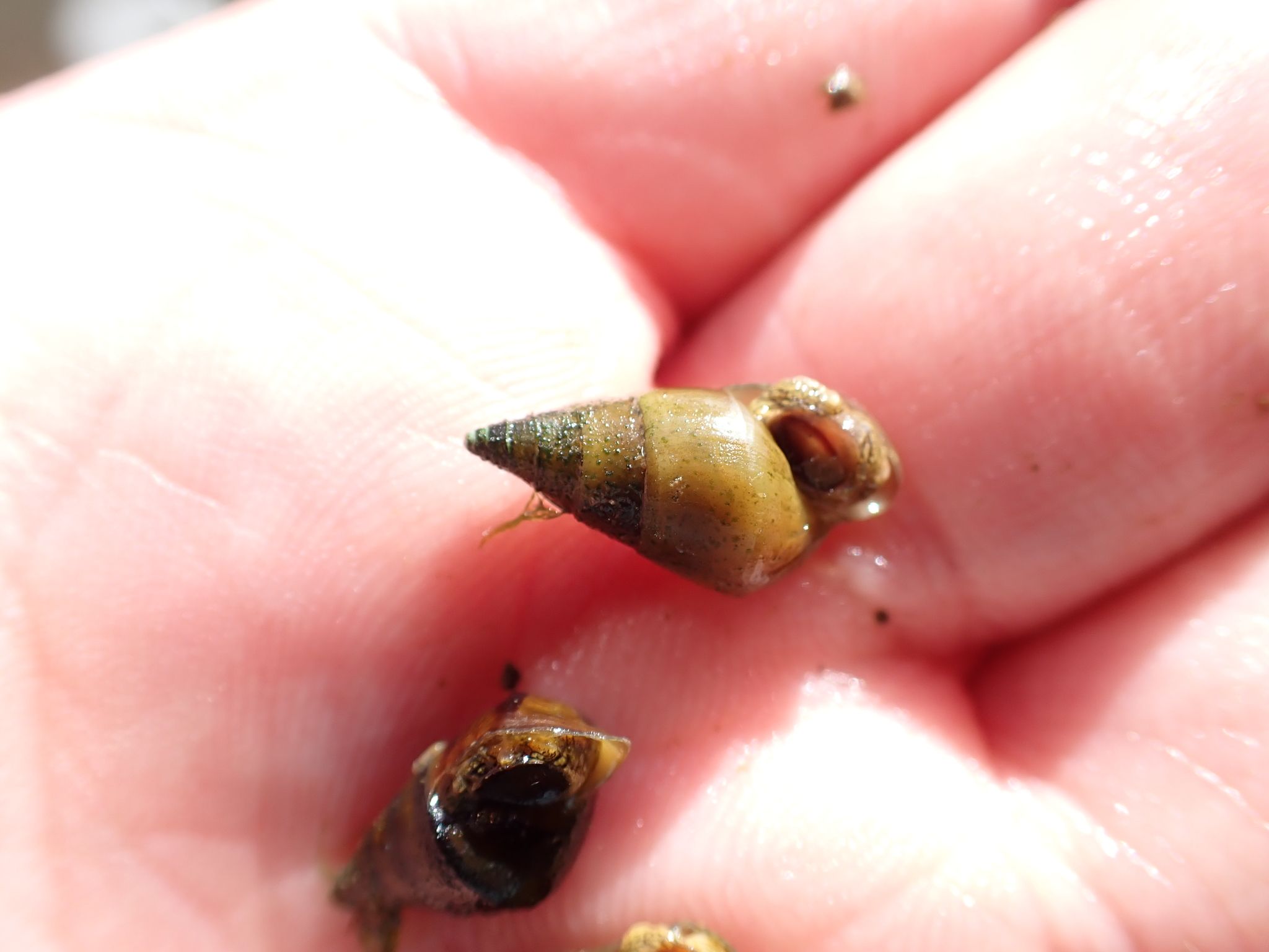 gbif image for Elimia cahawbensis