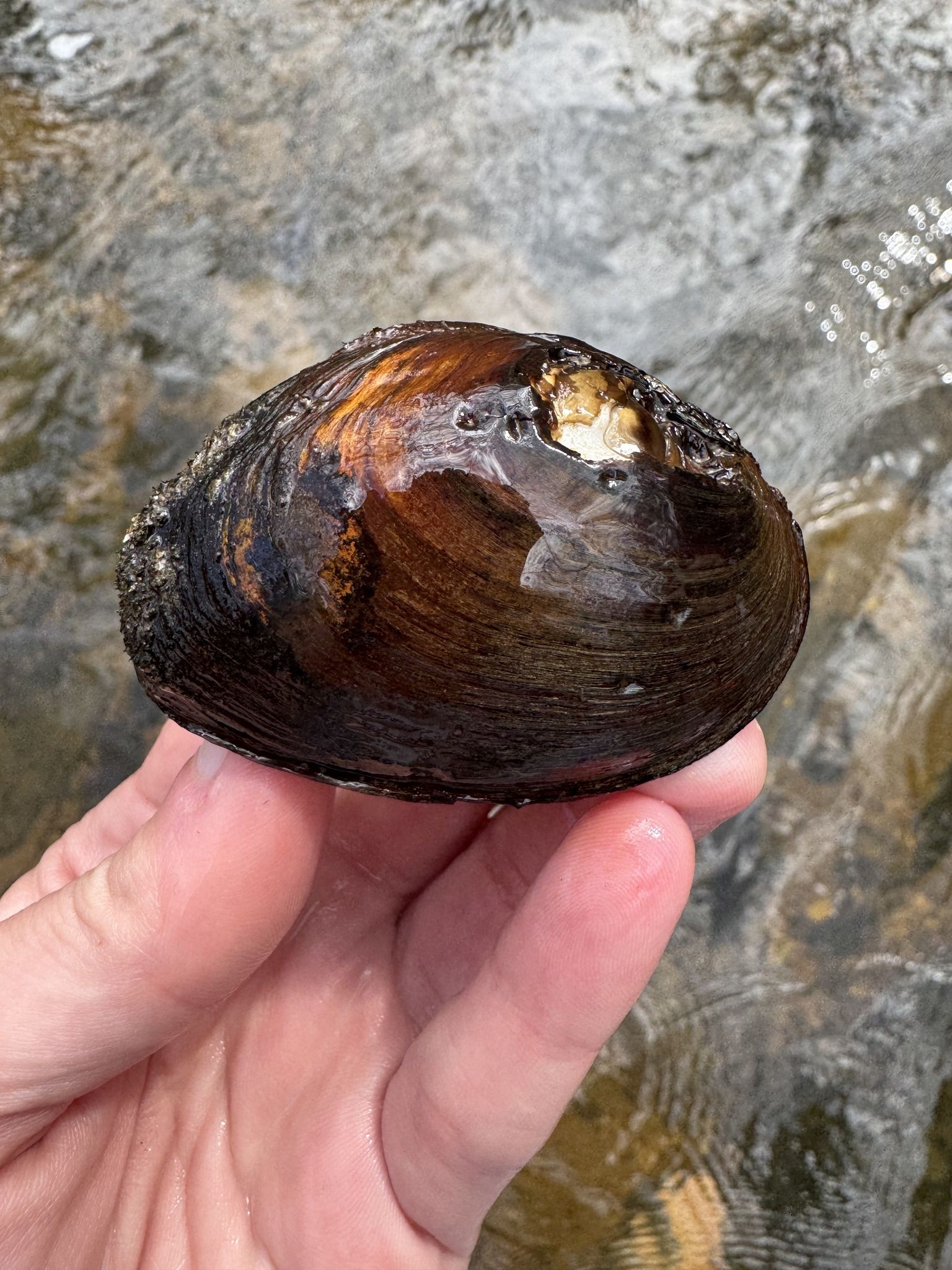 gbif image for Pleurobema Pleurobema irrasum