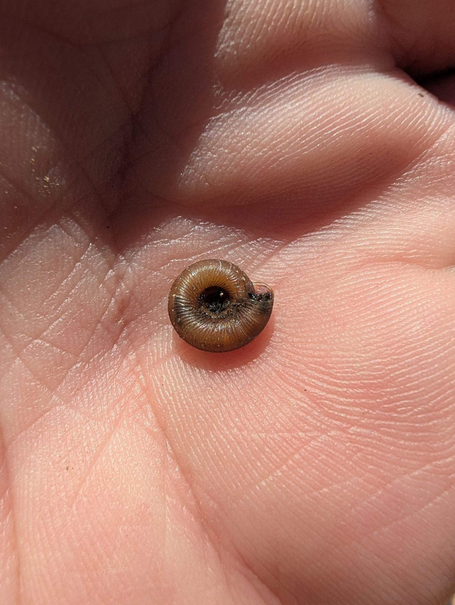 gbif image for Discus patulus