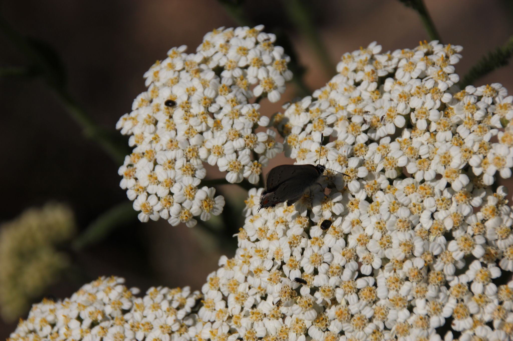 gbif image for Strymon acadica