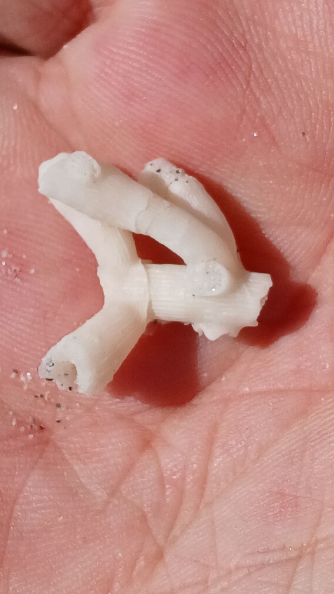 gbif image for Cladocora arbuscula