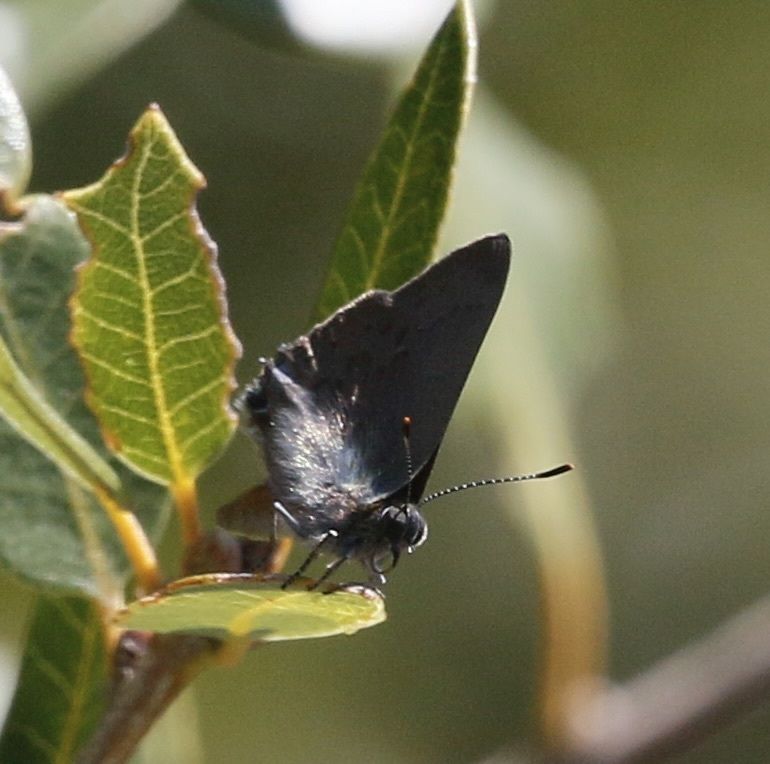 gbif image for Strymon saepium