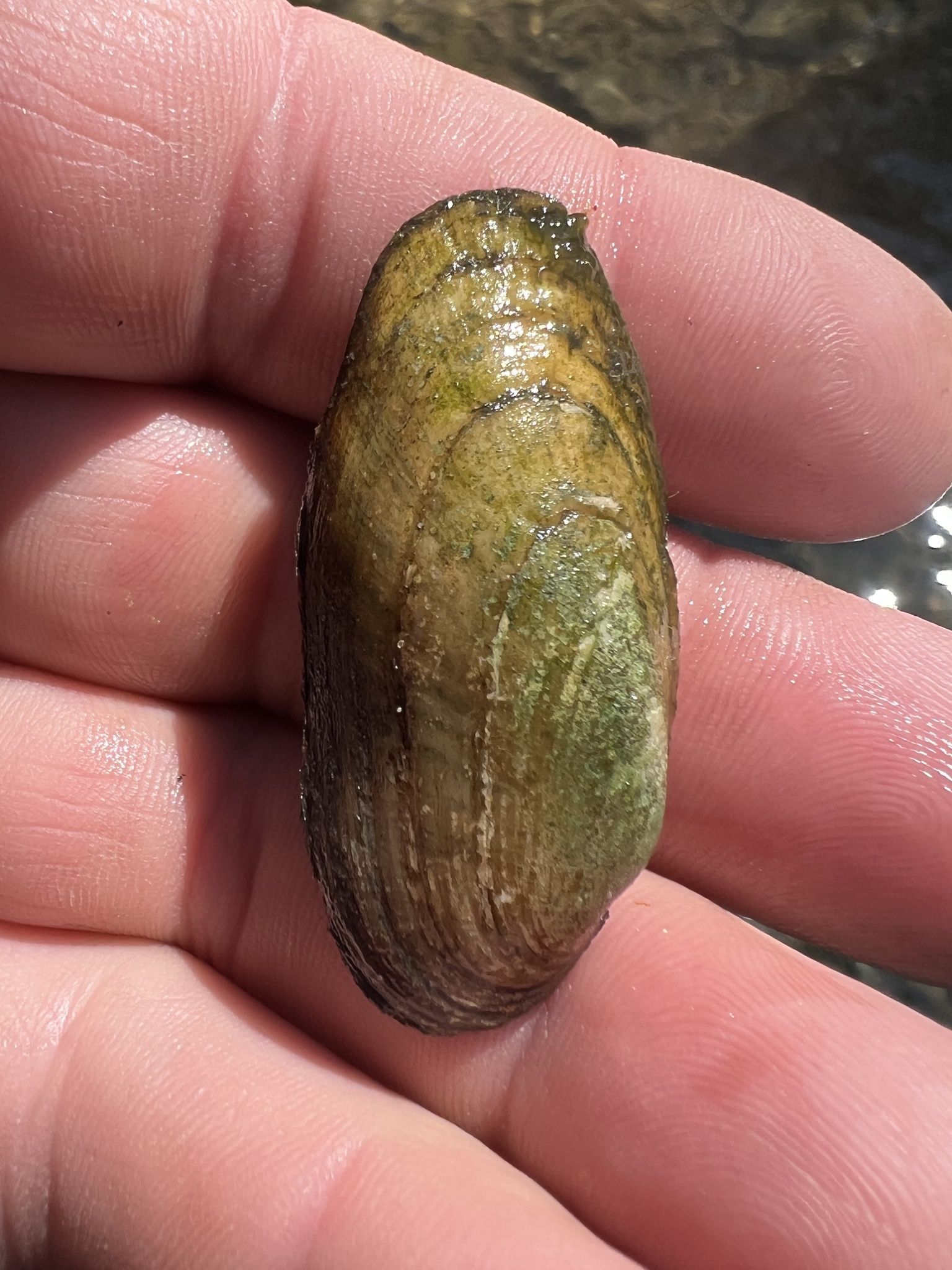 gbif image for Medionidus conradicus