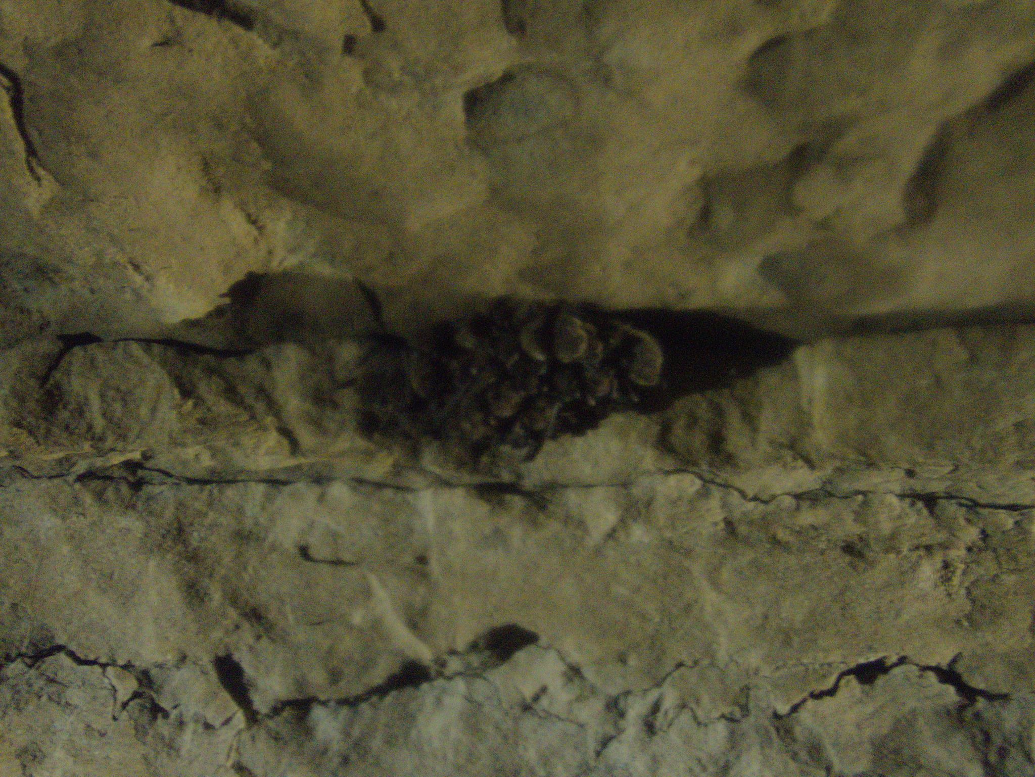 gbif image for Myotis grisescens