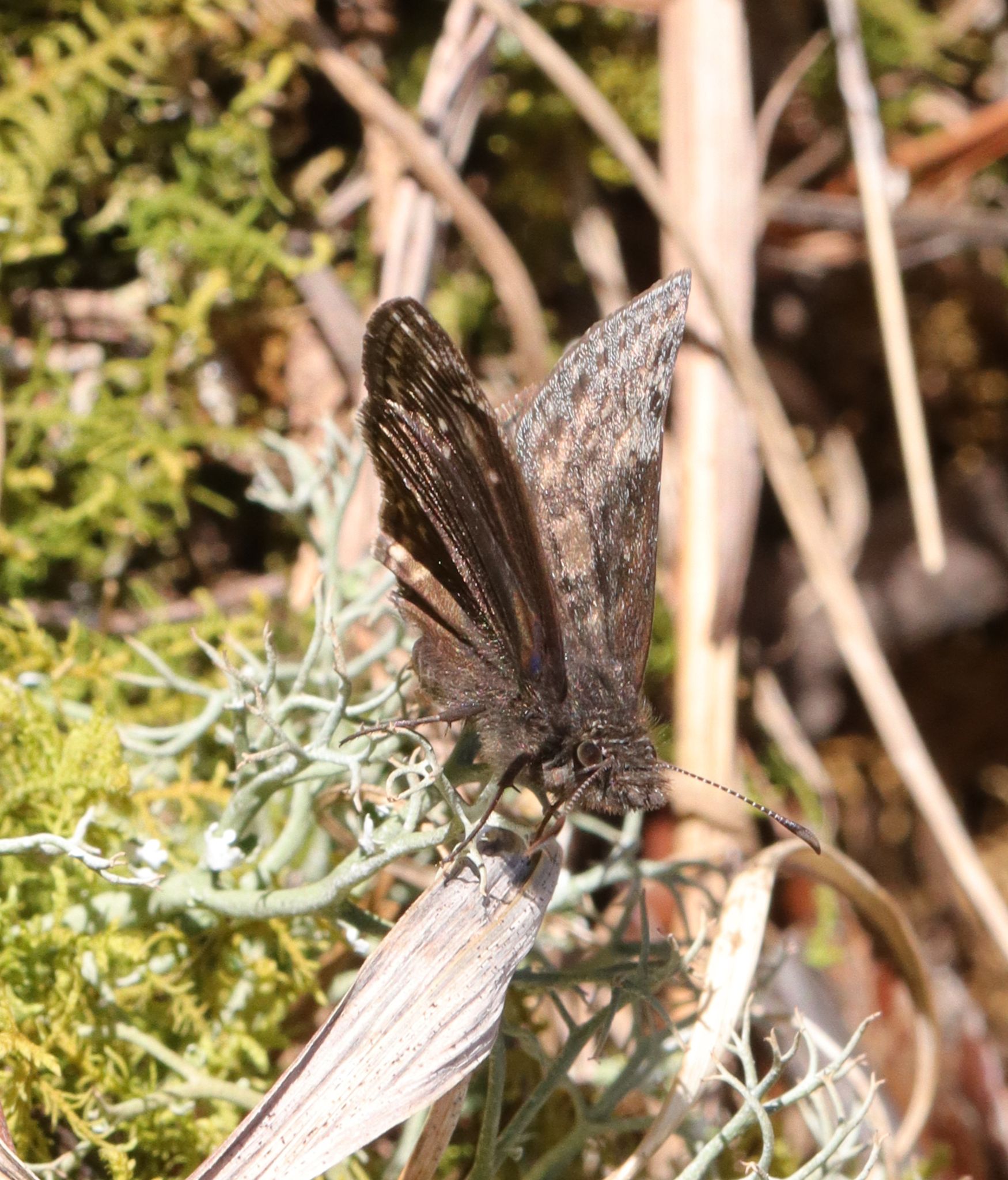 gbif image for Erynnis baptisiae