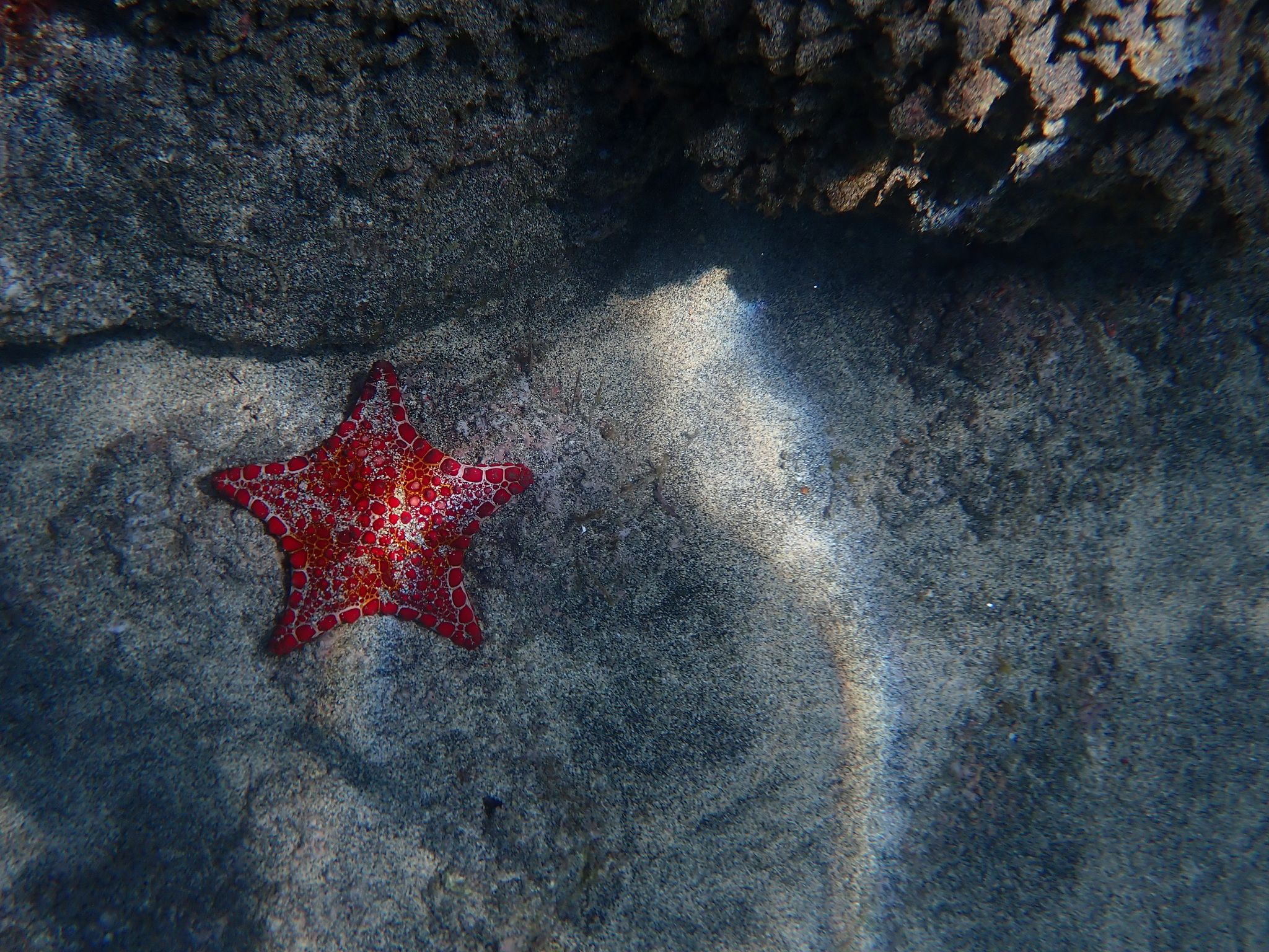 gbif image for Goniaster tessellatus