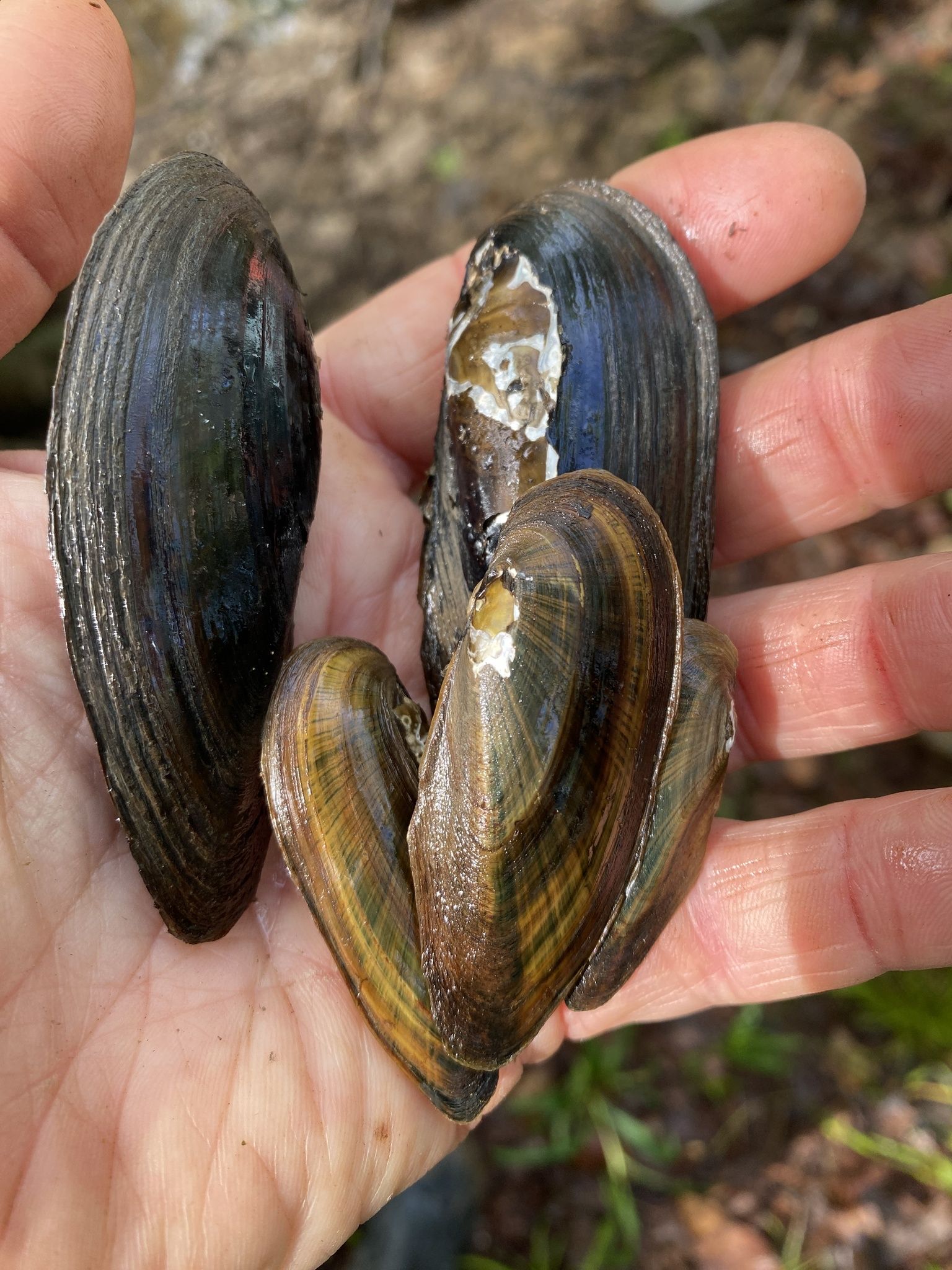 gbif image for Elliptio producta