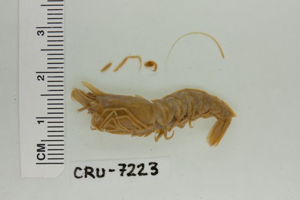 gbif image for Sicyonia stimpsoni