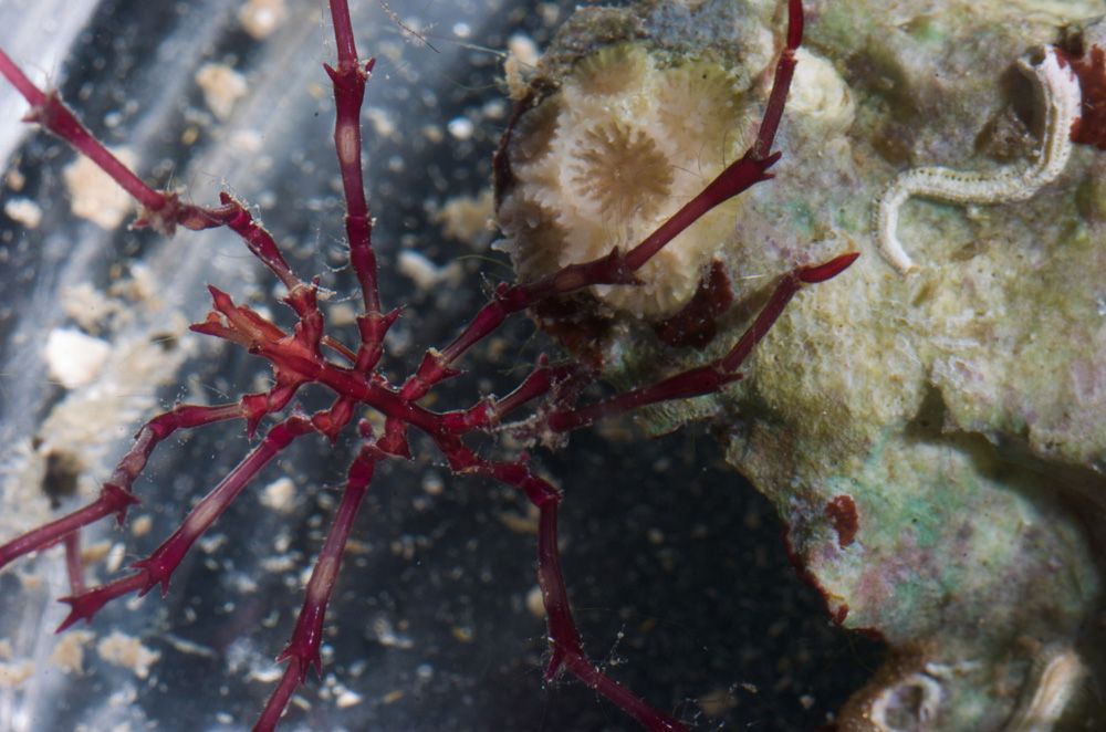 gbif image for Anoplodactylus insignis