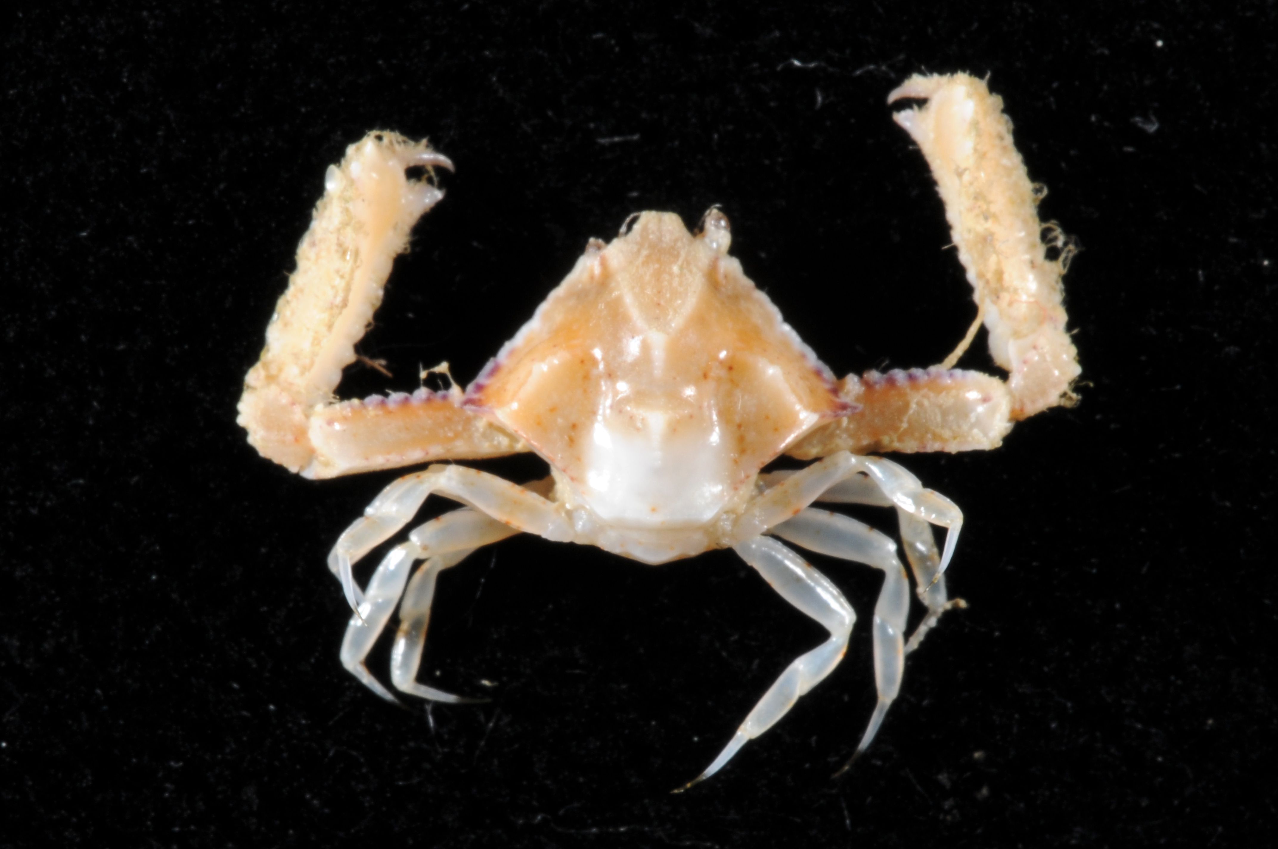 gbif image for Mesorhoea sexspinosa