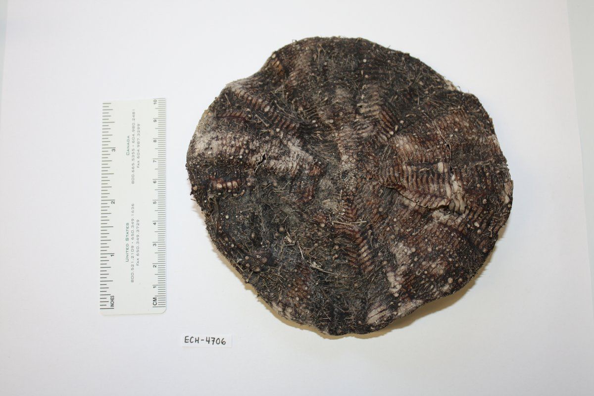 gbif image for Araeosoma violaceum