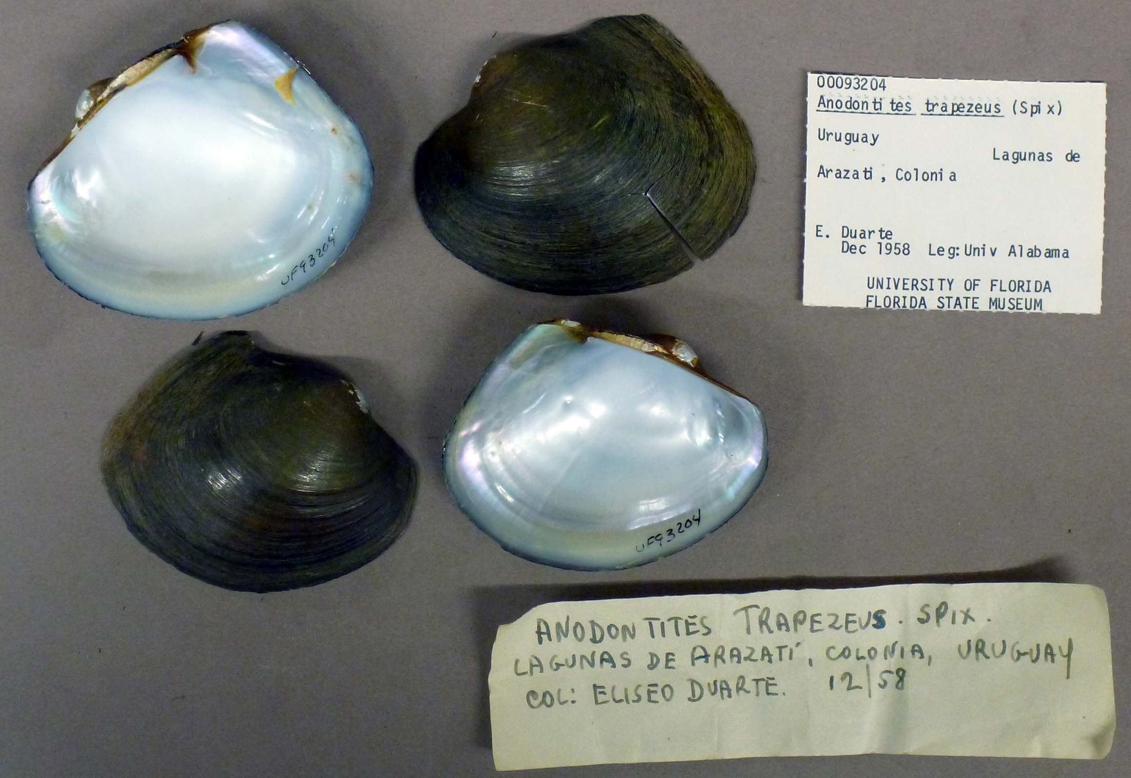 gbif image for Anodontites Anodontites trapezeus