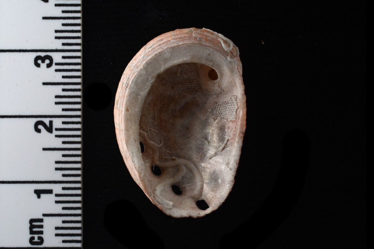 gbif image for Haliotis pourtalesii