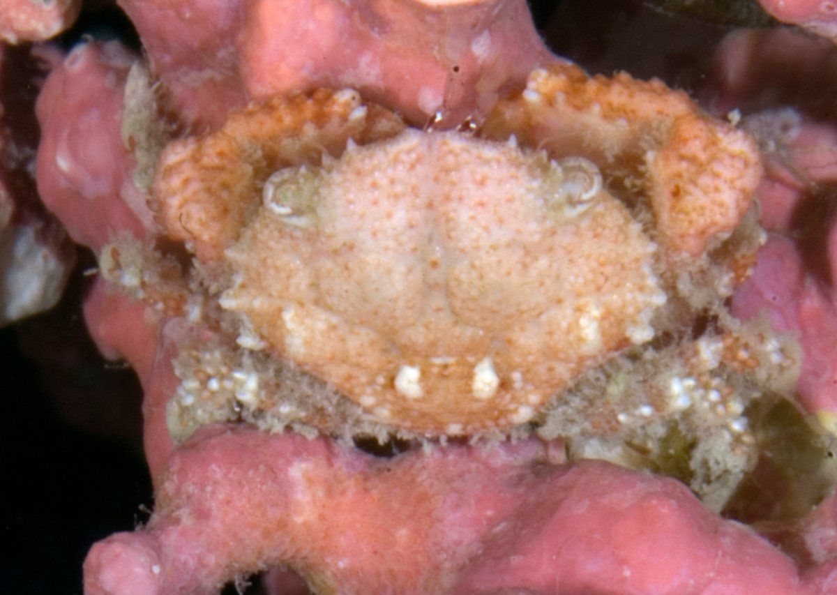 gbif image for Carpoporus papulosus