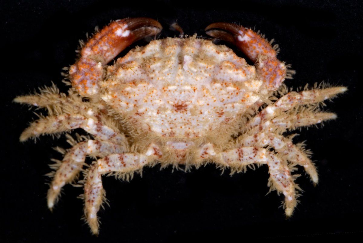 gbif image for Pseudomedaeus agassizii