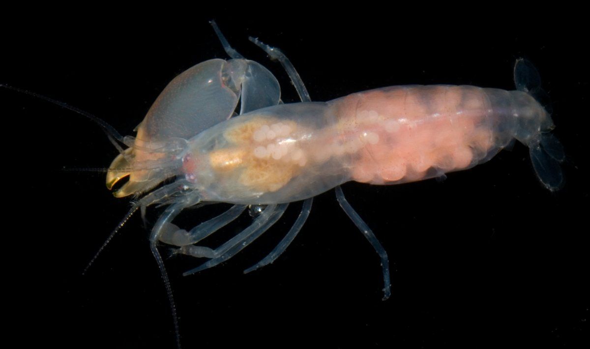 gbif image for Synalpheus Synalpheus brooksi