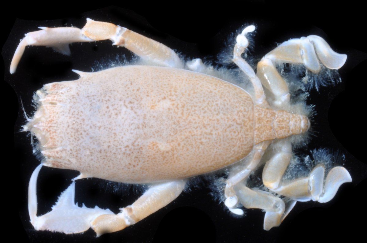 gbif image for Raninoides laevis