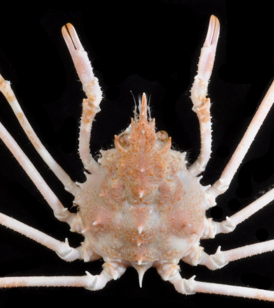 gbif image for Pyromaia arachna