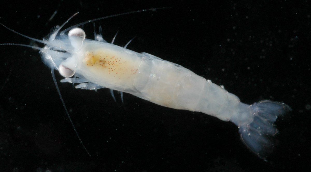 gbif image for Discias atlanticus