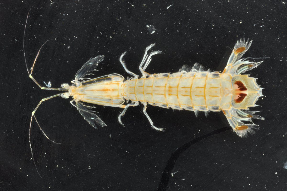 gbif image for Squilla heptacantha