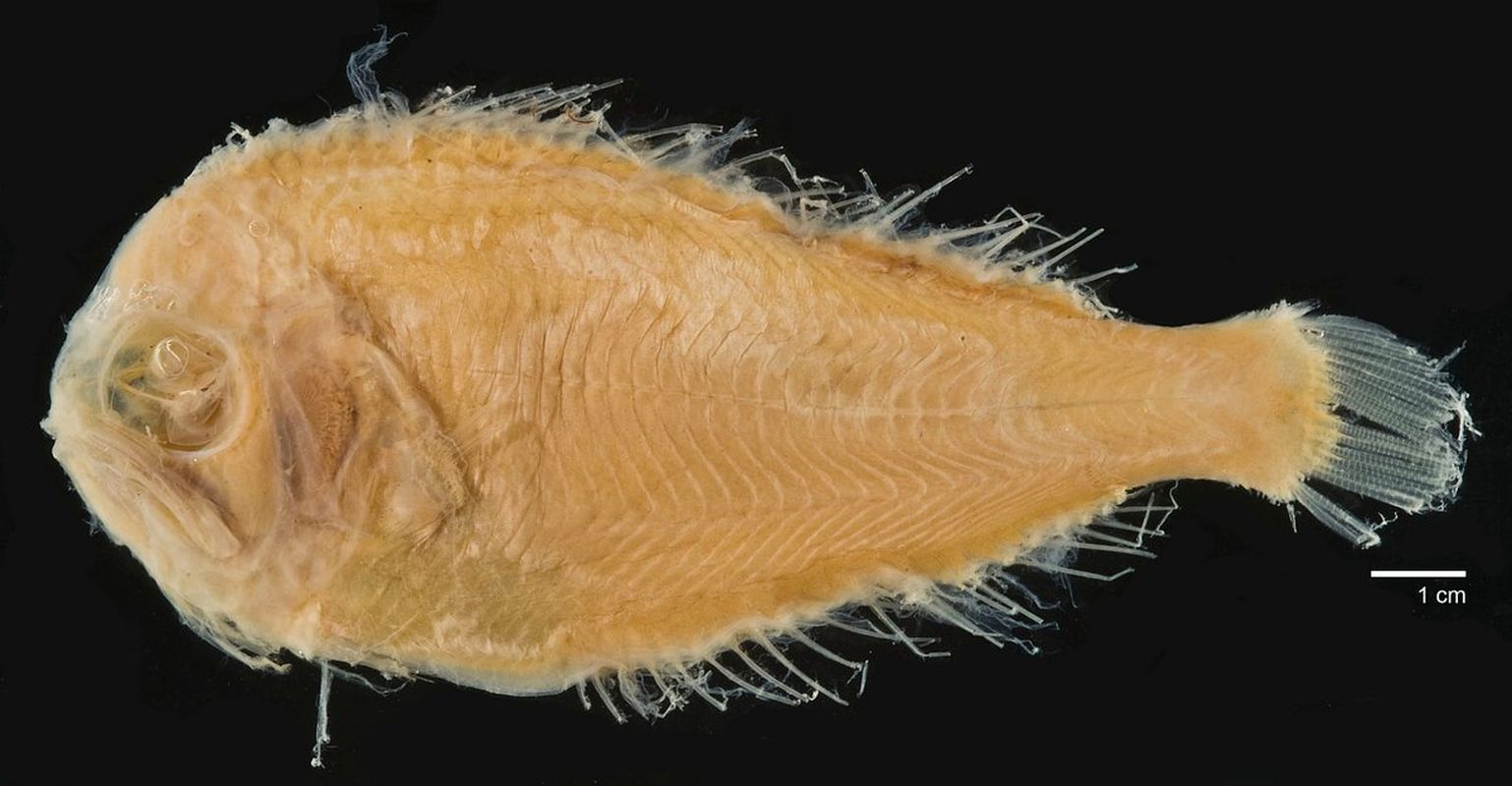 Platyberyx andriashevi