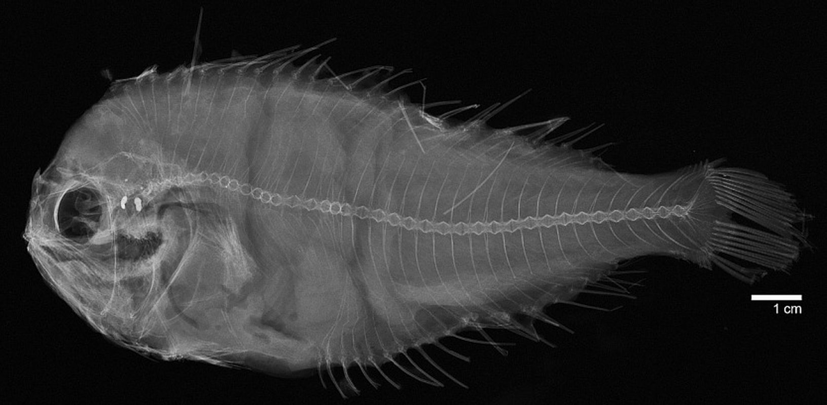 Platyberyx andriashevi