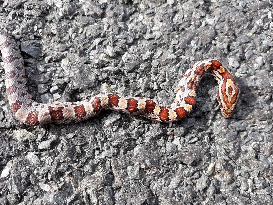 Pantherophis guttatus