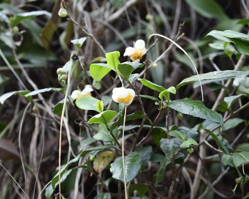 <i>Camellia sinensis</i> (L.) Kuntze <a href="/occurrence/3961053355">observed</a> in Hangzhou, China by rhinolin (<a href="http://creativecommons.org/licenses/by-nc/4.0/">CC BY-NC 4.0</a>)