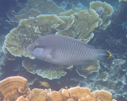 Blue-tooth groper (<i>Cheilinus undulatus</i> Rüppell, 1835) <a href="/occurrence/4009753050">observed</a> in Palau
 by Sora Yamaguchi (<a href="http://creativecommons.org/licenses/by-nc/4.0/">CC BY-NC 4.0</a>)