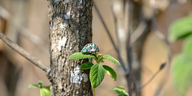 Picasso Bug <i>Sphaerocoris annulus</i><a href="/occurrence/3925046856"> observed </a> in Zimbabwe by matt_rea (<a href="http://creativecommons.org/licenses/by-nc/4.0/">CC BY-NC 4.0</a>)