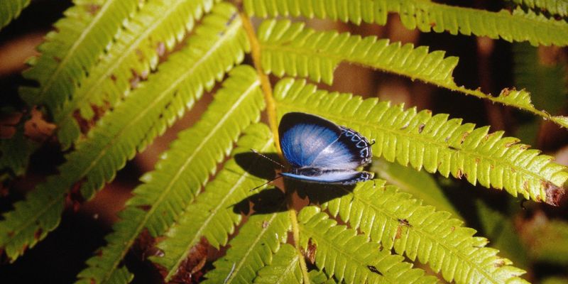 <a href="/occurrence/2963945937"><i>Hypochlorosis ancharia</i> Hewitson, 1869</a>
observed in Papua New Guinea by thierrycordenos (<a href="http://creativecommons.org/licenses/by-nc/4.0/">CC BY-NC 4.0</a>)