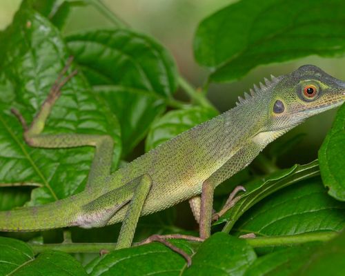 <a href="/occurrence/3031767953"><i>Bronchocela cristatella</i> Kuhl, 1820</a> observed in Singapore by budak (<a href="http://creativecommons.org/licenses/by-nc/4.0/">CC BY-NC 4.0</a>)