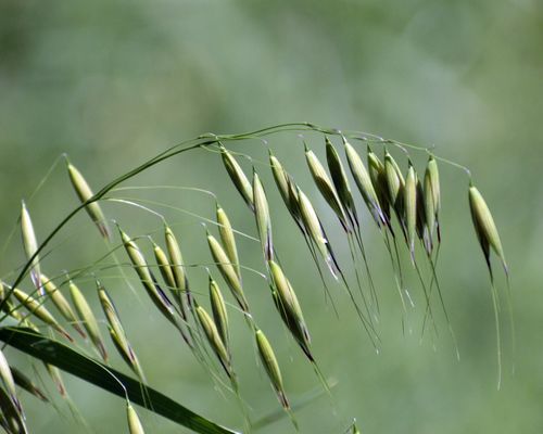 <em>Avena fatua </em>)L., Observed in United States of America. Photo 2021 Aidan Campos via <a href="/occurrence/3314462422">iNaturalist Research-grade Observations</a>, licensed under <a href="http://creativecommons.org/licenses/by-nc/4.0/">CC BY-NC 4.0</a>.