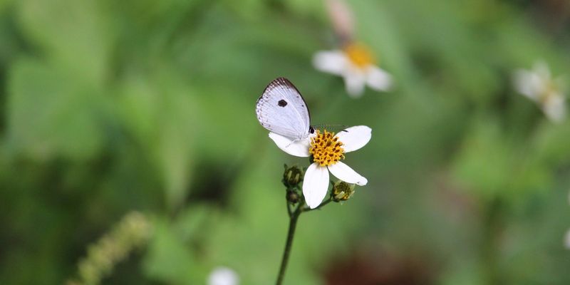 <a href="https://www.gbif.org/occurrence/1677337822"><i>Neopithecops zalmora</i></a> observed in Bedugul, Bali, Indonesia by Bruno Durand. Photo via iNaturalist (<a href="http://creativecommons.org/licenses/by-nc/4.0/">CC BY-NC 4.0</a>)