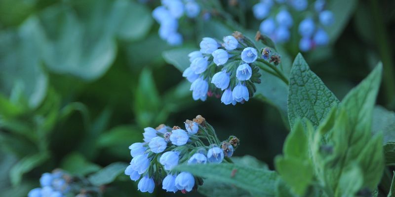 <a href="https://www.gbif.org/occurrence/1990617740">Caucasian comfrey (<i>Symphytum caucasicum</i>)</a> by grblzly via iNaturalist. Photo licensed under <a href="http://creativecommons.org/licenses/by-nc/4.0/">CC BY-NC 4.0</a>.