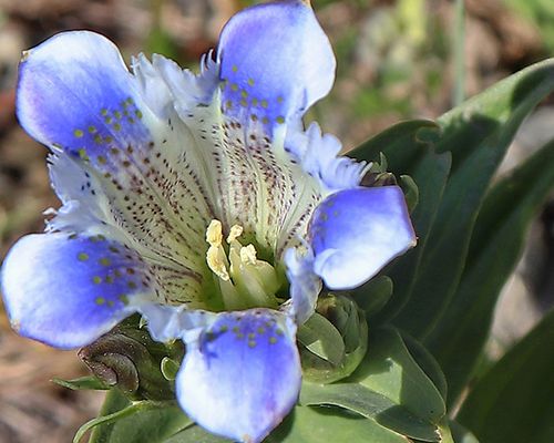 Crested gentian (<em>Gentiana septemfida</em>), Mount Sartcasar, Armenia. Photo 2018 by Vahe Martirosyan via <a href="https://flic.kr/p/LAx9yH">Flickr</a>, licensed under <a href="https://creativecommons.org/licenses/by-sa/2.0/">CC BY-SA 2.0</a>.