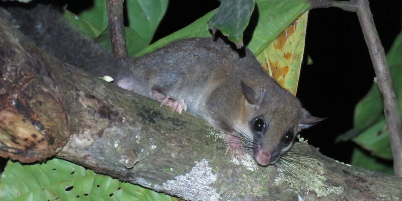 Lorrain dormouse (<i>Graphiurus lorraineus</i> Dollman, 1910), <a href="/occurrence/3888938429">observed</a> near Nouamou, Côte d’Ivoire by dalempijevic1 (<a href="httpa://creativecommons.org/licenses/by-nc/4.0/">CC BY-NC 4.0</a>) 