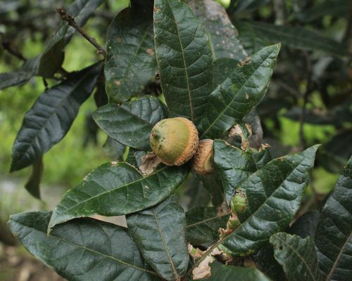 <i>Quercus humboldtii</i> Bonpl. <a href="/occurrence/3327961782">observed</a> in Boyacá, Colombia by Apipa (<a href="http://creativecommons.org/licenses/by-nc/4.0/">CC BY-NC 4.0</a>)