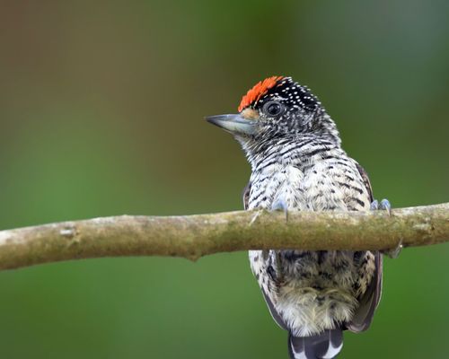 <a href="https://www.gbif.org/occurrence/1890708111">White-bellied piculet (<i>Picumnus spilogaster</i>)</a> by josh_vandermeulen via iNaturalist. Photo licensed under <a href="http://creativecommons.org/licenses/by-nc/4.0/">CC BY-NC 4.0</a>.