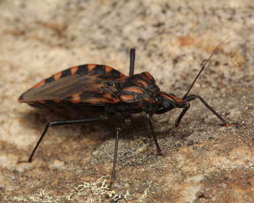 <i>Triatoma vitticeps</i> (Stål, 1859) <a href="/occurrence/3408240006">observed</a> in Diamantina, Mina Gerais, Brazil by a_f_r (<a href="http://creativecommons.org/licenses/by-nc/4.0/">CC BY-NC 4.0</a>)