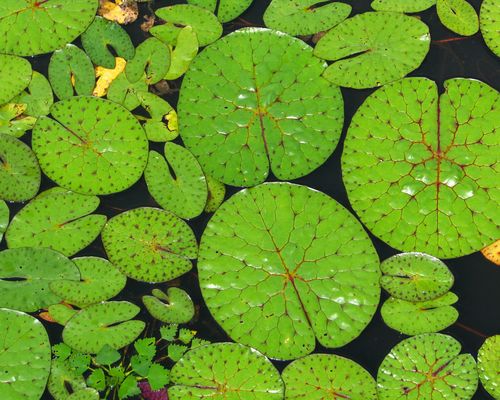 <a href="https://www.gbif.org/occurrence/2580262398">Prickly water lily (<i>Euryale ferox</i>)</a> observed in Xiaoxingkai Lake, Heilongjiang, China by John Howes. Photo via iNaturalist (<a href="http://creativecommons.org/licenses/by-nc/4.0/">CC BY-NC 4.0</a>)