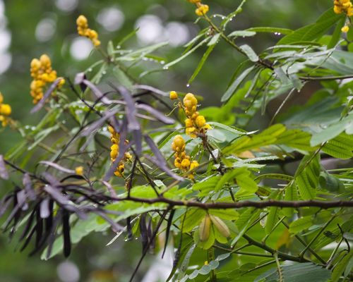 <a href="/occurrence/2611057914"><i>Senna reticulata</i> (Willd.) H.S.Irwin & Barneby</a> observed in Manaus, Brazil by crax (<a href="http://creativecommons.org/licenses/by-nc/4.0/">CC BY-NC 4.0</a>)