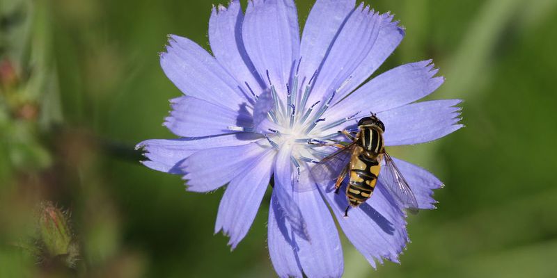 <a href="https://www.gbif.org/occurrence/1227718339">Sunfly (<i>Helophilus pendulus</i>)</a> on <a href="/occurrence/1122967611"> Chicory (<i>Cichorium intybus</i>)</a> by Donald Hobern. Photo licensed under <a href="http://creativecommons.org/licenses/by-nc/4.0/legalcode">CC BY 4.0</a>.