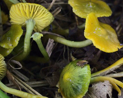 Parrot mushroom (<em>Gliophorus psittacinus</em>), observed in Ukraine. Photo 2021 Oleh Prylutskyi via <a href="https://www.gbif.org/occurrence/3307512565">iNaturalist Research-grade Observations</a>, licensed under <a href="http://creativecommons.org/licenses/by-nc/4.0/">CC BY-NC 4.0</a>.